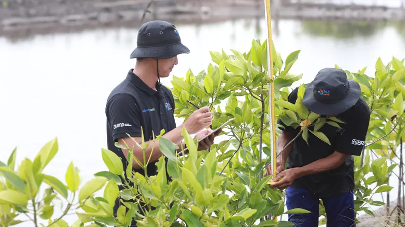 Selamatkan Lahan Kritis Akibat Abrasi, BRI Salurkan Ribuan Bibit Mangrove untuk Kelompok Tani di Muaragembong