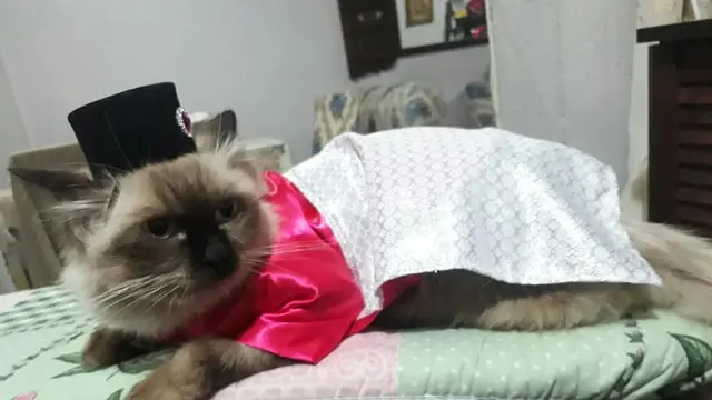 Kucing-kucing Ini Pakai Baju Tradisional Melayu Buat Rayakan Lebaran, Bikin Gemas