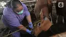 Petugas melakukan pemeriksaan gigi mulut hewan sapi kurban di Rumah Potong Hewan (RPH) Dharma Jaya, Jakarta, Jumat (14/6/2024). (merdeka.com/Imam Buhori)