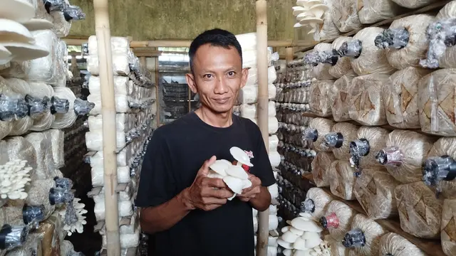 Budidaya Jamur Tiram di Mr Mushroom Klaten