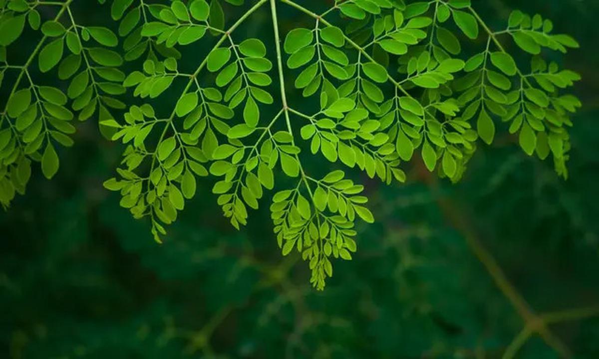 Resep Daun Ajaib Penurun Gula Darah, Rahasia Kesehatan Alami yang Mudah Dicoba