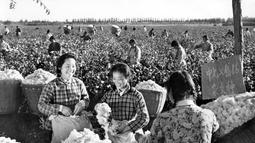 Petani wanita memetik kapas dari ladang di provinsi Henan China tengah pada 11 November 1977. (AFP Photo/ Hsinhua News Agency)