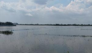 Penampakan sawah yang rusak akibat tergenang banjir di Kabupaten Demak. (Liputan6.com/ Dok Ist)