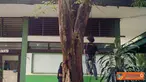 Citizen6, Jakarta: anggota UKM caterva selalu berlatih memanjat dengan sarana pohon angsana yang berada didepan ruangan UKM Caterva (Pengirim: kelompok 23)