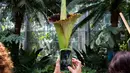 Seorang turis mengambil gambar bunga bangkai raksasa Titan Arum di Botanic Garden, Washington, Amerika Serikat, Senin (2/8). Bunga bangkai raksasa dari Sumatera, Indonesia ini tak lama lagi akan mekar sempurna. (Zach GIBSON/AFP)