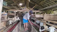 8 Tips Ternak Kambing Modal Kecil Pakan dari Limbah Dapur, Strategi Praktis