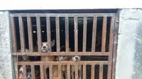 Ratusan warga menggeruduk tempat penangkaran anjing di Desa Wargajaya, Kecamatan Sukamakmur, Kabupaten Bogor, Jawa Barat, Kamis (28/2/2019) siang.