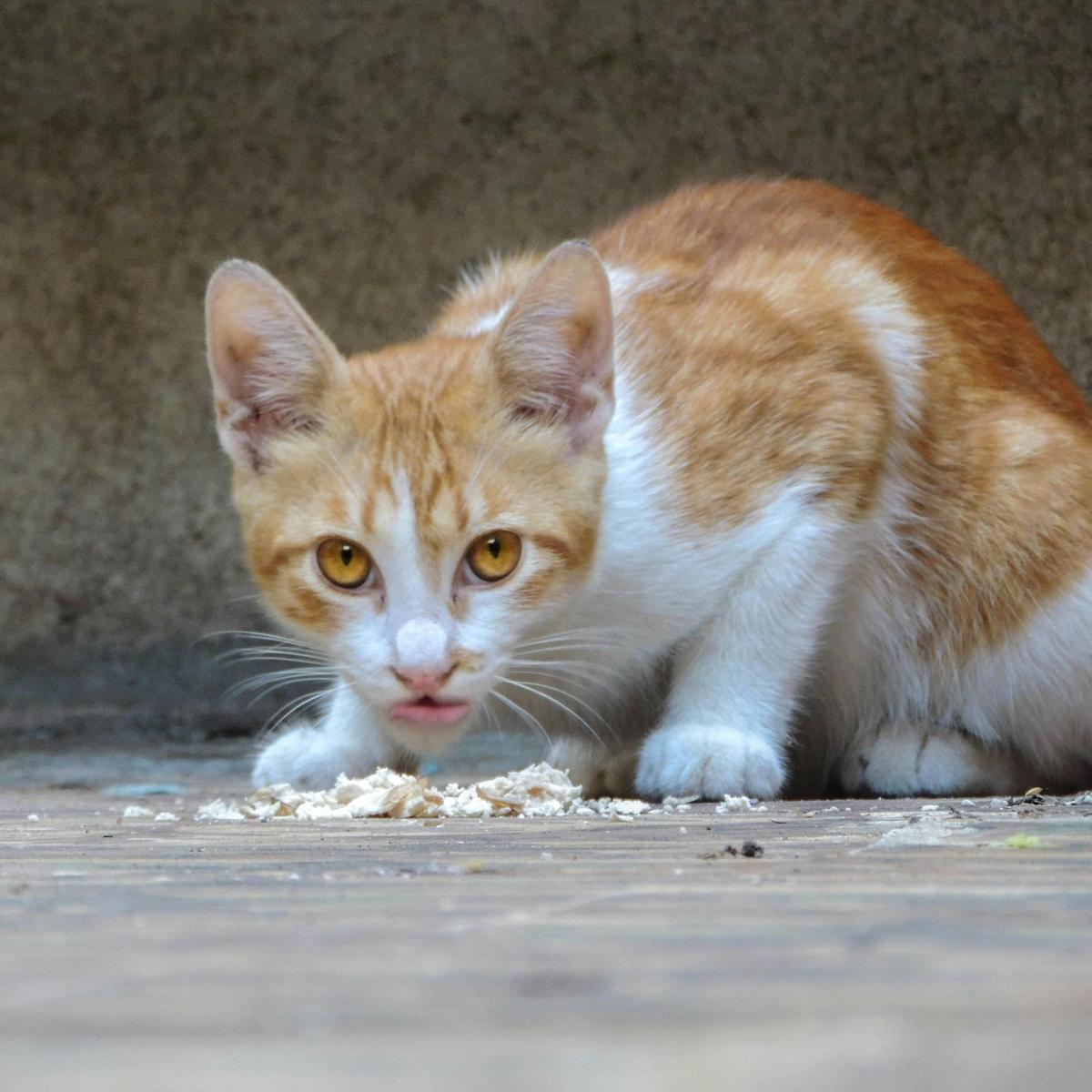 Kucing Makan