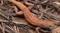 Menurut para ahli biologi, sebagian besar habitat kadal berwarna coklat muda berduri berukuran 6,5 sentimeter itu telah terfragmentasi (AP).