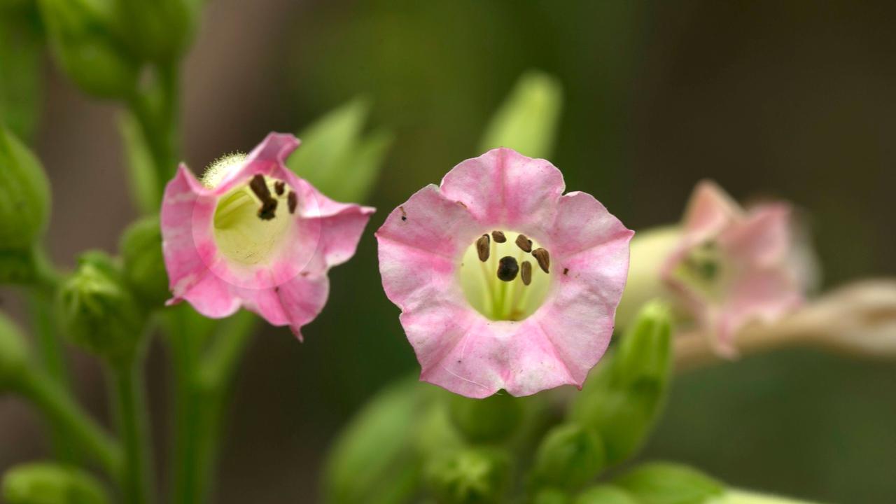 Pink Nicotiana Flowers
