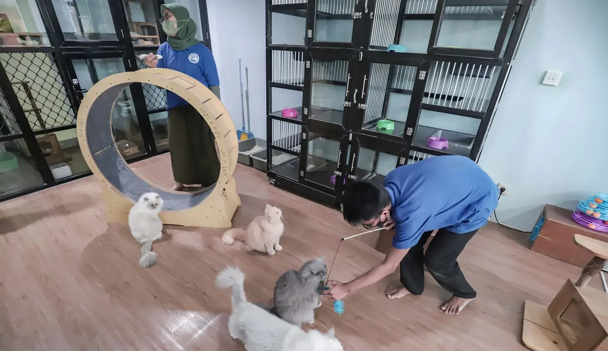 Karyawan bermain dengan kucing peliharaan yang menginap di sebuah hotel khusus hewan di Jakarta Pusat, Kamis (19/3/2026). Libur Lebaran 2026 tiba, sejumlah lokasi layanan penitipan hewan atau pet hotel mengalami lonjakan. (merdeka.com/Arie Basuki)