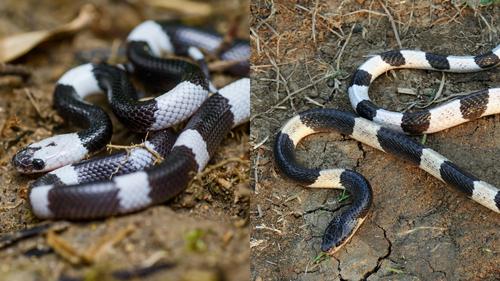 Perbedaan Ular Cicak Belang dan Weling