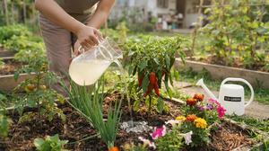 Cara Memanfaatkan Air Cucian Sayur untuk Kebun, 3 Langkah Hemat dan Menyuburkan