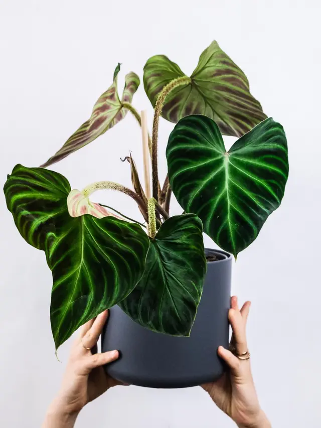 Ilustrasi tanaman philodendron