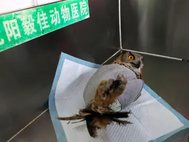 Burung hantu elang saat mengalami patah tulang di sayap kanannya sebelum di operasi di rumah sakit hewan Shenyang, provinsi Liaoning, Rabu (21/1/2015). Burung hantu jenis ini merupakan salah satu hewan yang dilindungi di Tiongkok (REUTERS/Stringer)