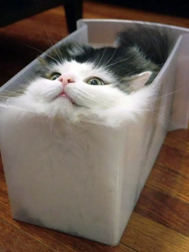 Muat di Mana Saja, 8 Potret Ini Buktikan Kucing Sebenarnya 'Tidak Bertulang'