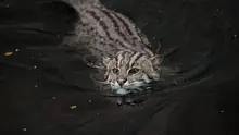 Kucing Bakau