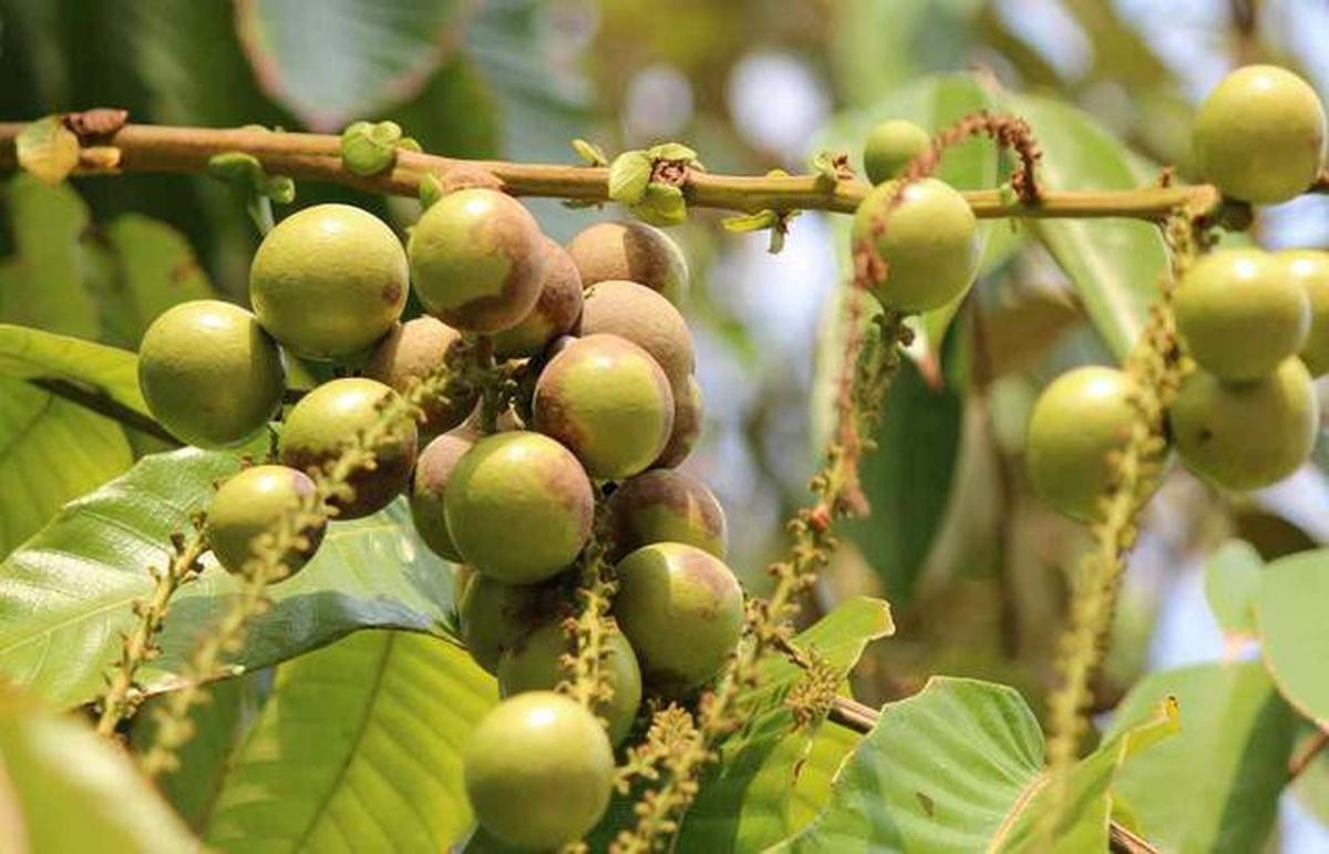 Pohon Buah untuk Rumah Cluster dengan Lahan Terbatas, Pilihan untuk yang Hobi Berkebun