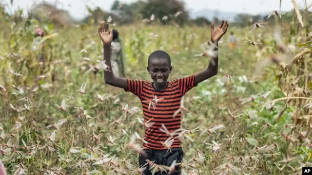 Putra seorang petani mengangkat tangannya ketika dia dikelilingi oleh belalang padang pasir ketika berusaha mengusir mereka dari tanamannya, di desa Katitika, kabupaten Kitui, Kenya.