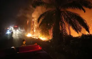 Kemarau Panjang Picu Kebakaran Lahan Gambut di Sejumlah Daerah