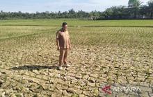 Nagan Raya Darurat Kekeringan: 600 Hektare Lahan Sawah Terancam Gagal Panen