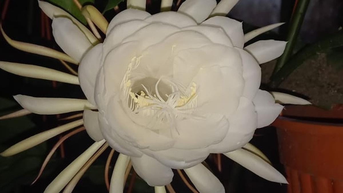 Wijaya Kusuma Tak Kunjung Berbunga? Ini Kesalahan Umum yang Sering Terjadi dan Solusinya