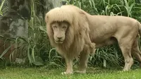 Seekor singa di Kebun Binatang Guangzhou, China jadi viral baru-baru ini karena gaya rambut yang aneh. (dok. Little Red Book/我跑不动了)