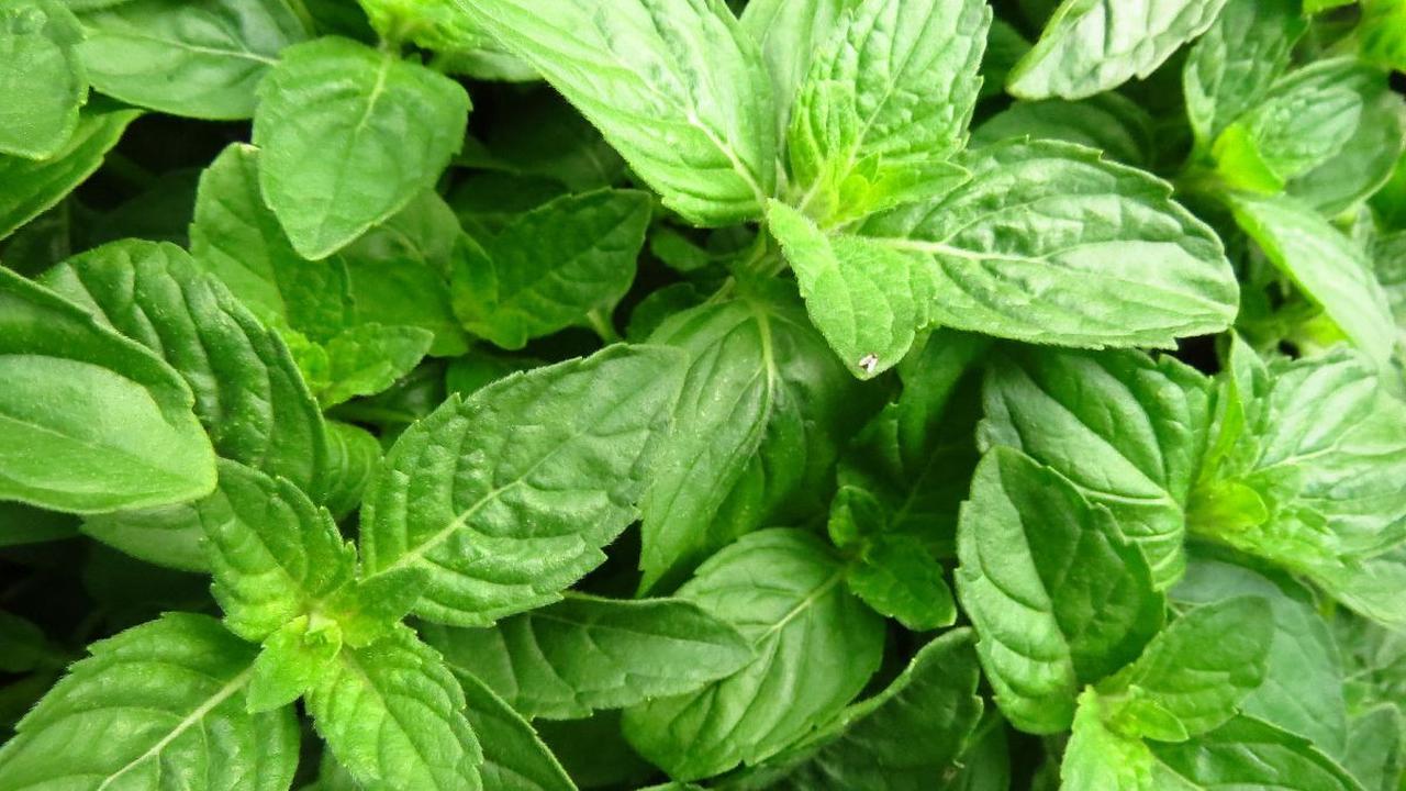 8. Daun Kemangi