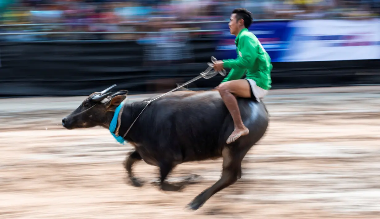 Seorang joki mengendalikan kerbaunya saat bersaing pada perlombaan balap kerbau tahunan di Chonburi, Thailand, Selasa (23/10). Lomba ini menandai berakhirnya musim hujan dan awal panen padi dalam tradisi yang berumur lebih dari satu abad (Jewel SAMAD/AFP)