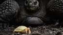 Sebuah gambar pada 3 Juni 2022 menunjukkan bayi kura-kura raksasa Galapagos albino yang unik, lahir pada 1 Mei lalu, di sebelah ibunya di Tropicarium of Servion, Swiss barat. Bayi kura-kura mungkin merupakan pemandangan unik untuk dilihat dengan kulit putih dan mata merah. Beratnya sekitar 50 gram (1,7 ons), dan pas di telapak tangan. (FABRICE COFFRINI/AFP)