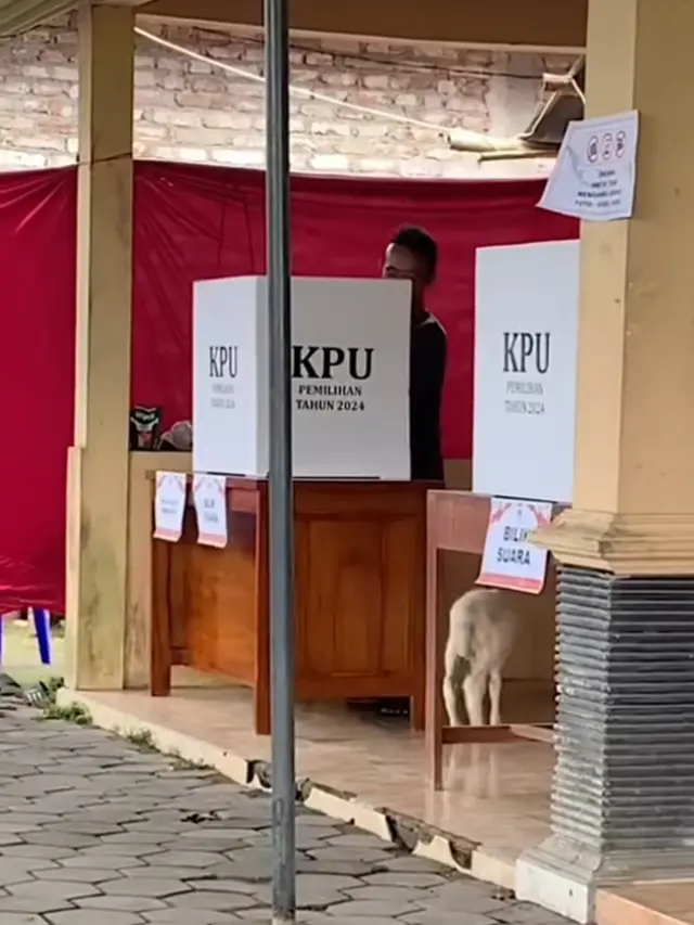 Kambing Ikut Nyoblos