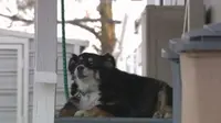 Anjing Ini Dapat Warisan Rp 69 Miliar dari Pemiliknya yang Meninggal