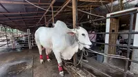 Suro, sapi peranakan ongole kebumen dari Peternakan YT Farm di Binjai jadi sapi kurban Presiden Jokowi untuk Idul Adha 2024