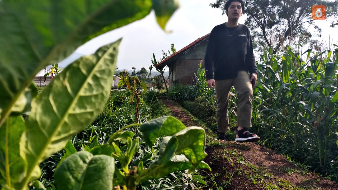 Ilustrasi Tembakau dan Rokok