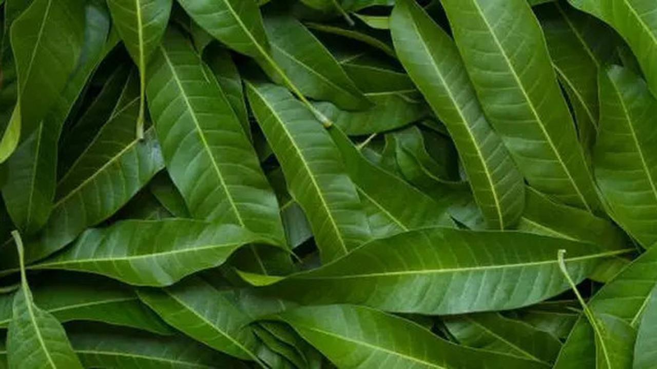 Daun Herbal untuk Menurunkan Gula Darah Secara Alami
