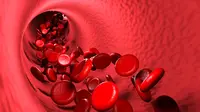 Organ Tubuh Manusia yang Berperan dalam Peredaran Darah adalah Jantung, Begini Sistemnya