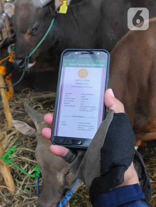Cara memakai aplikasi ini cukup mudah, pengguna hanya perlu melakukan scan QR code yang dipasang pada anting atau 'ear tag' hewan kurban.  Nantinya, akan muncul kondisi kesehatan dan status vaksinasi PMK pada hewan kurban yang dipilih.(merdeka.com/imam buhori)