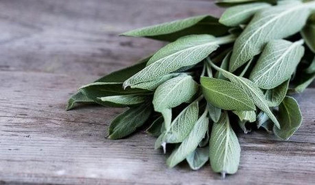 5. Daun Sage