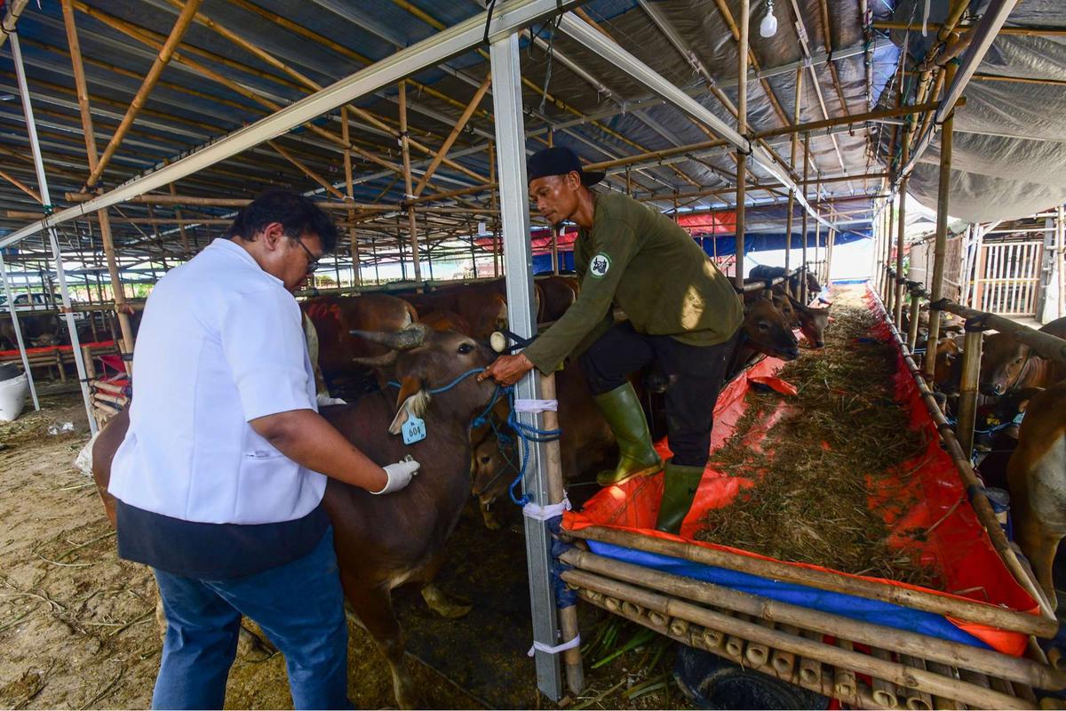 Pemeriksaan kesehatan hewan kurban jelang Iduladha