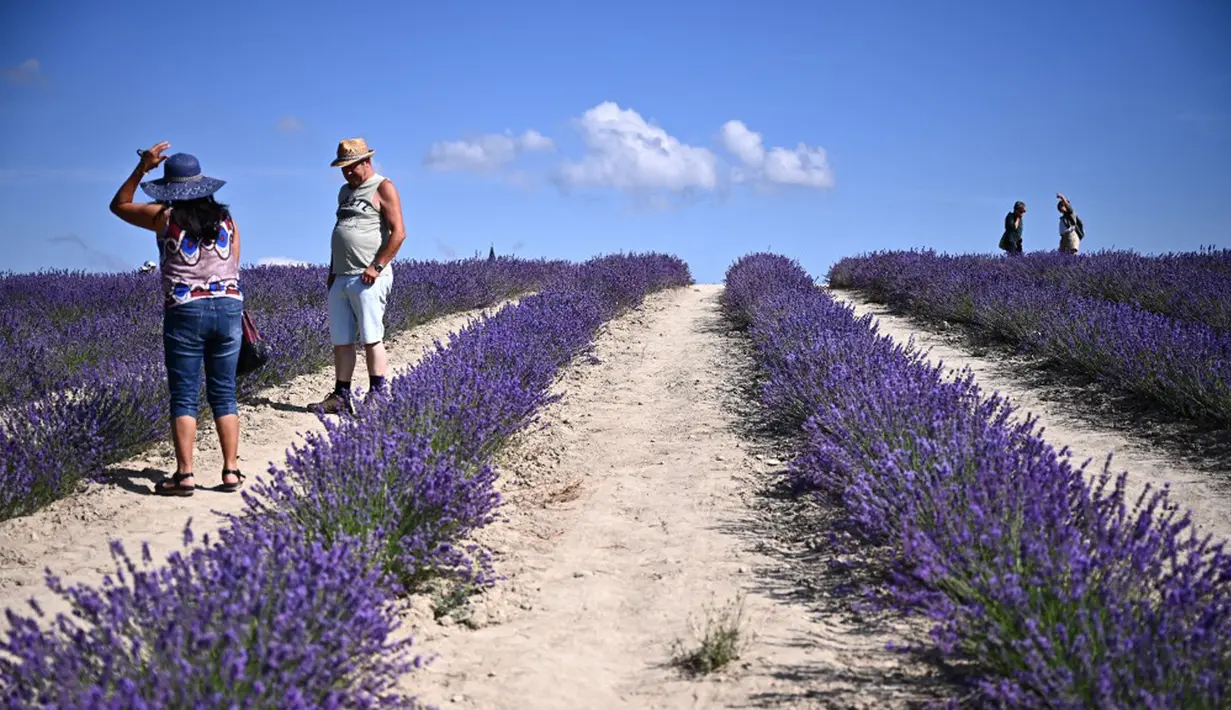 Orang-orang berjalan di ladang lavender di Sale San Giovanni, Cuneo, Italia, 29 Juni 2021. Bunga lavender bermekaran menyajikan pemandangan yang indah. (MARCO BERTORELLO/AFP)