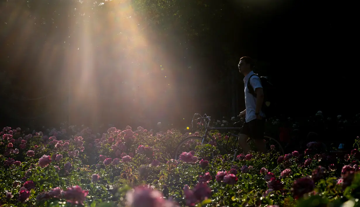 Seorang pria berjalan di Taman Bunga Ratu Mary di Regent's Park di London pada 25 Juni 2020. Inggris pada Kamis (25/6) mengalami hari terpanasnya tahun ini hingga sejauh ini, dengan suhu mencapai 33,3 derajat Celsius di Bandara Heathrow, menurut badan meteorologi. (Xinhua/Han Yan)