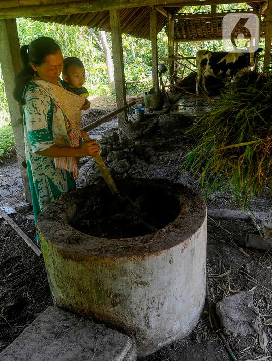 <p>Sekitar 70 kepala keluarga di desa ini memanfaatkan kotoran sapi perah yang dimasukkan ke dalam reaktor sehingga menghasilkan biogas sebagai pengganti liquefied petroleum gas (LPG) untuk kebutuhan rumah tangga. (merdeka.com/Arie Basuki)</p>