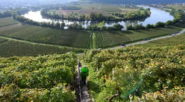 Seorang pekerja berjalan menyusuri kebun-kebun anggur yang curam saat memanen buah anggur di sepanjang Sungai Neckar di Mundelsheim, Jerman barat daya (2/10/2021). Di lokasi ini terpadat pemandangan jalur sungai Neckar yang terkenal serta lima jalur pendakian anggur dan buah. (AFP/Thomas Kenzle)