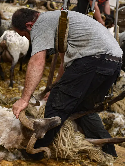 Seorang tukang cukur mencukur bulu domba di desa kecil Pyrenean, Bizkarreta, Spanyol, Sabtu (29/5/2021). Bulu domba dicukur sebelum musim panas agar tidak merasakan terlalu panas untuk hewan dengan bulu seperti mereka. (AP Photo/Alvaro Barrientos)