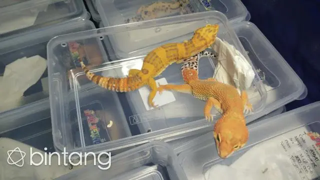 Leopard Gecko, Bukan Tokek Biasa