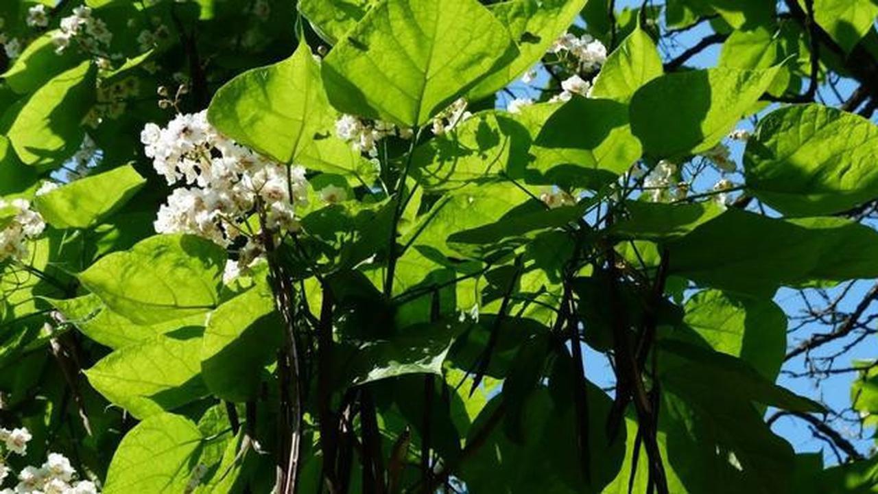 7 Tanda Tanaman Buah Kelebihan Air, Banyak yang Salah Menyiram