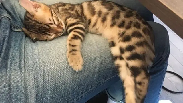7 Potret Menggemaskan Kucing Ini Bakal Ceriakan Harimu