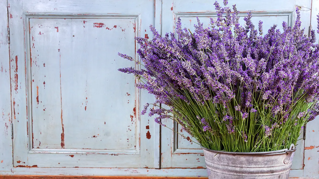 ilustrasi lavender