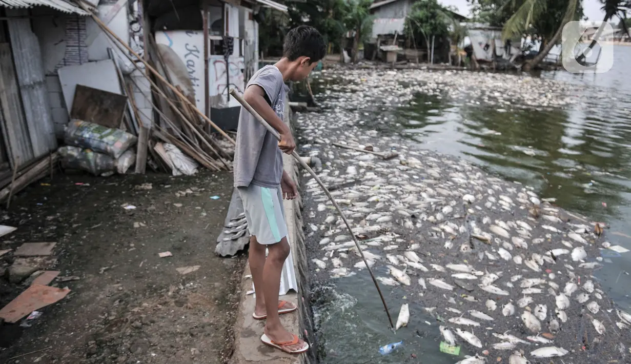 Warga saat membersihkan bangkai ikan Mujair yang memenuhi di depan rumahnya di Lio, Depok, Jawa Barat, Kamis (20/8/2020). Sejak dua hari terakhir ribuan ekor ikan Mujair mati dan memenuhi Situ Rawa Besar yang menurut warga setempat disebabkan oleh faktor cuaca. (merdeka.com/Iqbal S. Nugroho)