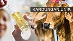 Tak disangka, beberapa hewan ini malah mempunyai sesuatu dalam tubuhnya yang membuat masyarakat tercengang.